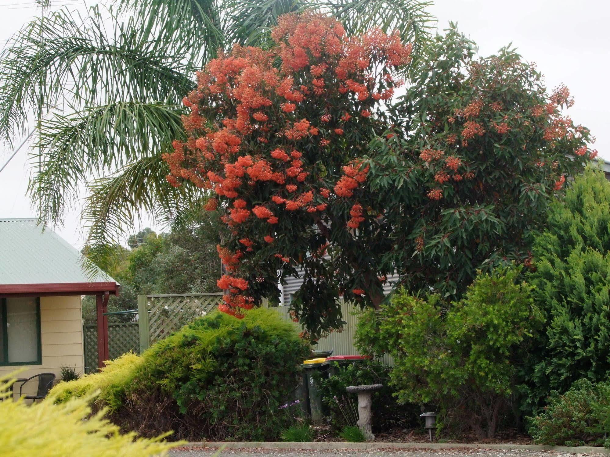 Ficifolia Lodge Parndana Kültér fotó
